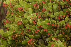 Ohlone manzanita (Arctostaphylos ohloneana), with glabrous fruits. Lockheed Martin Santa Cruz Facility, Santa Cruz County, CA. Copyright © Brett Hall. 